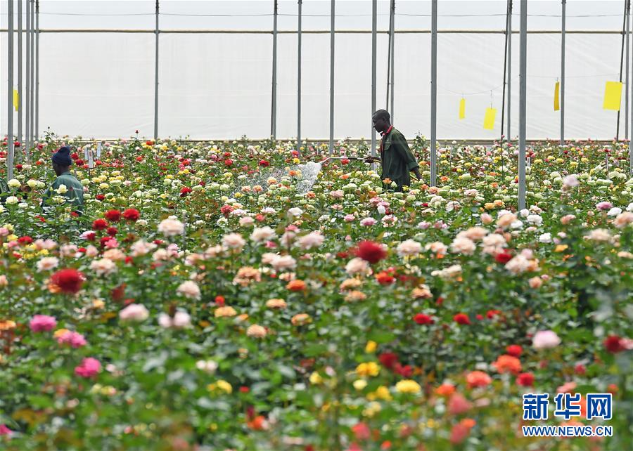 （国际·图文互动）（4）肯尼亚玫瑰香飘中国