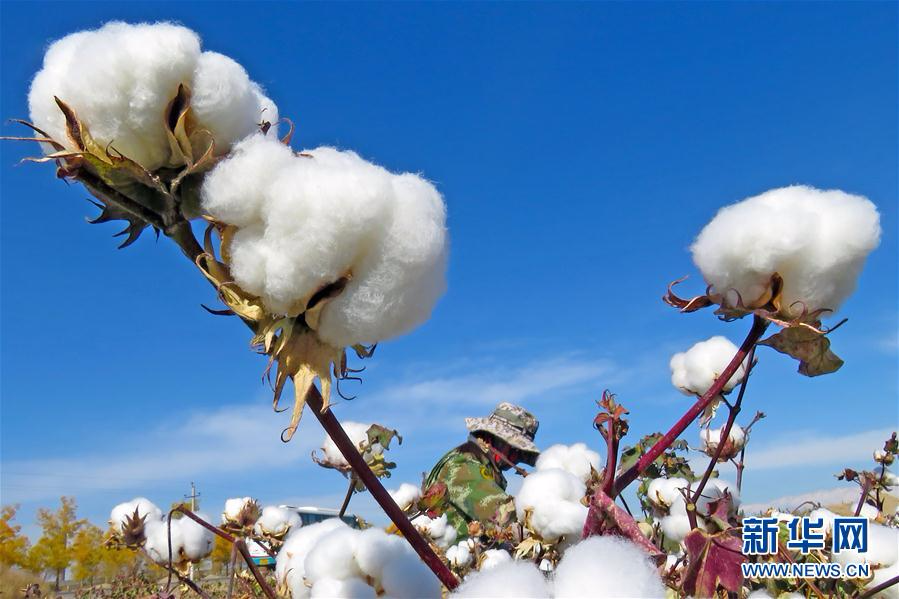 #（经济）（1）新疆棉花采摘忙
