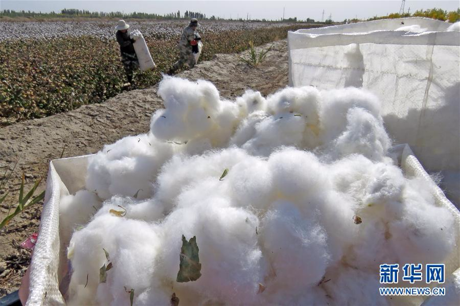 #（经济）（4）新疆棉花采摘忙