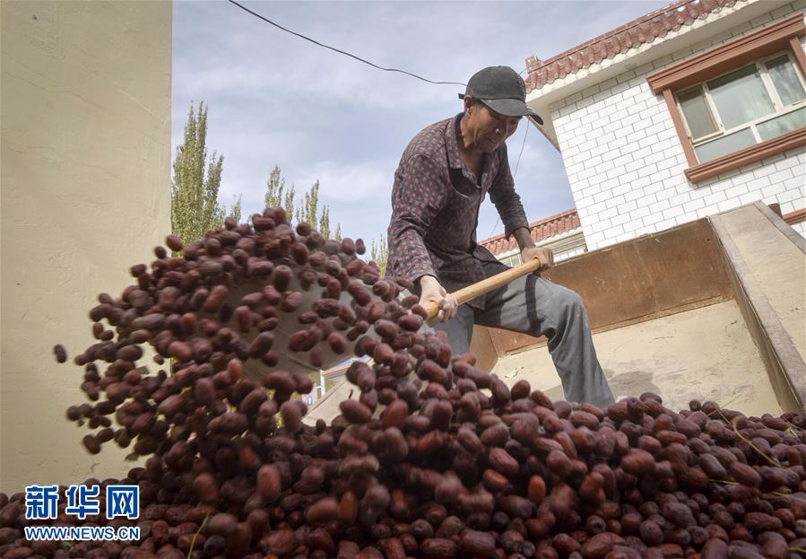 （经济）（3）新疆若羌：红枣似蜜甜