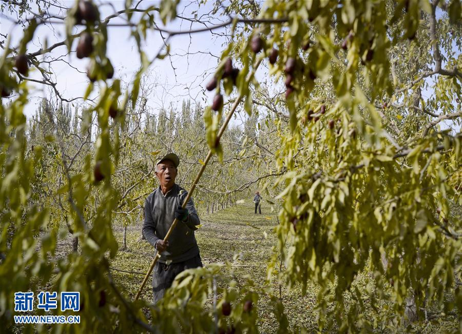（经济）（4）新疆若羌：红枣似蜜甜