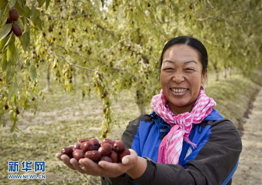（经济）（5）新疆若羌：红枣似蜜甜