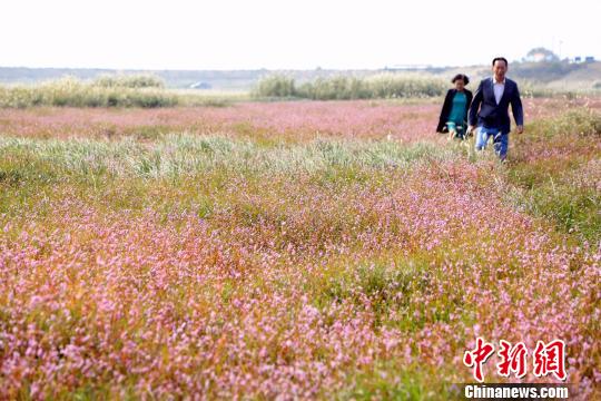 中国最大淡水湖鄱阳湖“蓼子花海”景观再现