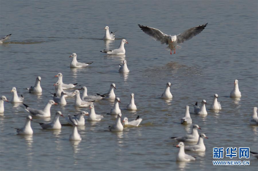 #（环境）（2）青岛入海口迎来大量越冬红嘴鸥