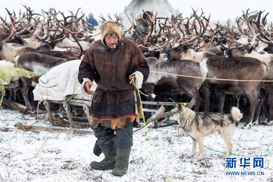 （国际）（2）涅涅茨人——“冰上丝路”沿线的驯鹿牧民