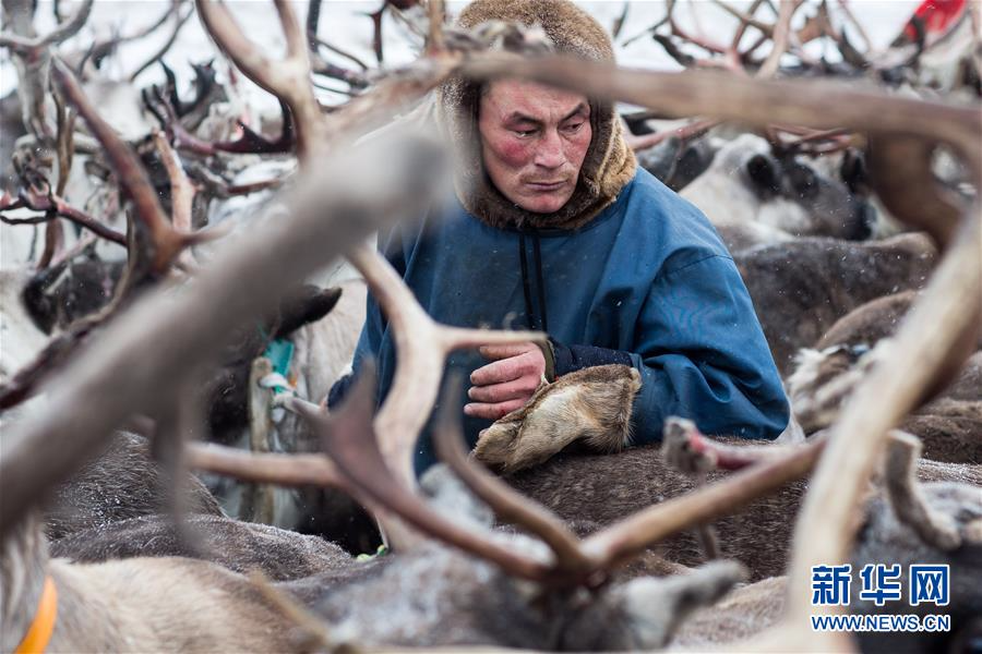 （国际）（6）涅涅茨人——“冰上丝路”沿线的驯鹿牧民