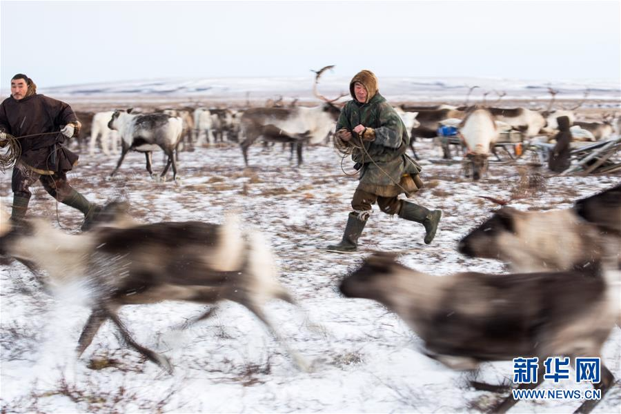 （国际）（9）涅涅茨人——“冰上丝路”沿线的驯鹿牧民