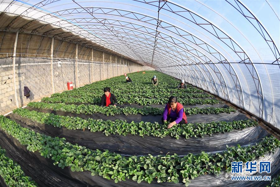 （经济）（4）河北滦县：高效设施农业鼓起农民“钱袋子”