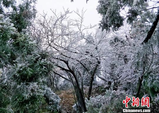 11月18日开始，随着气温骤降，衡山景区南天门地段树木开始凝成白色松散的雾凇冰晶。　张翀　摄