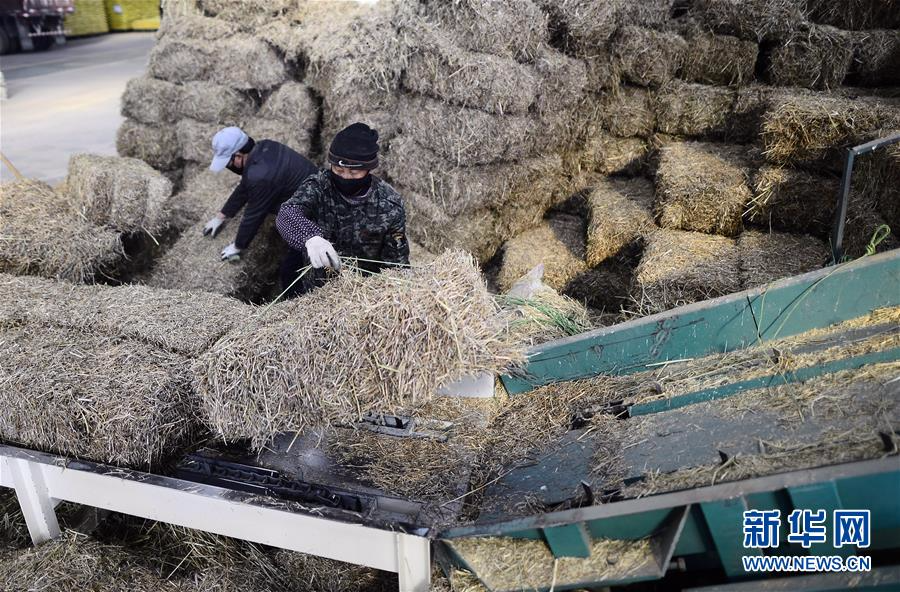 （社会）（1）青海发展饲草产业提高冬季抗灾保畜能力