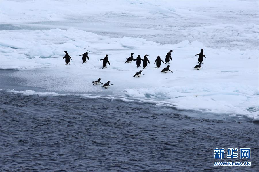 （第34次南极科考）（2）“雪龙”号进入南极