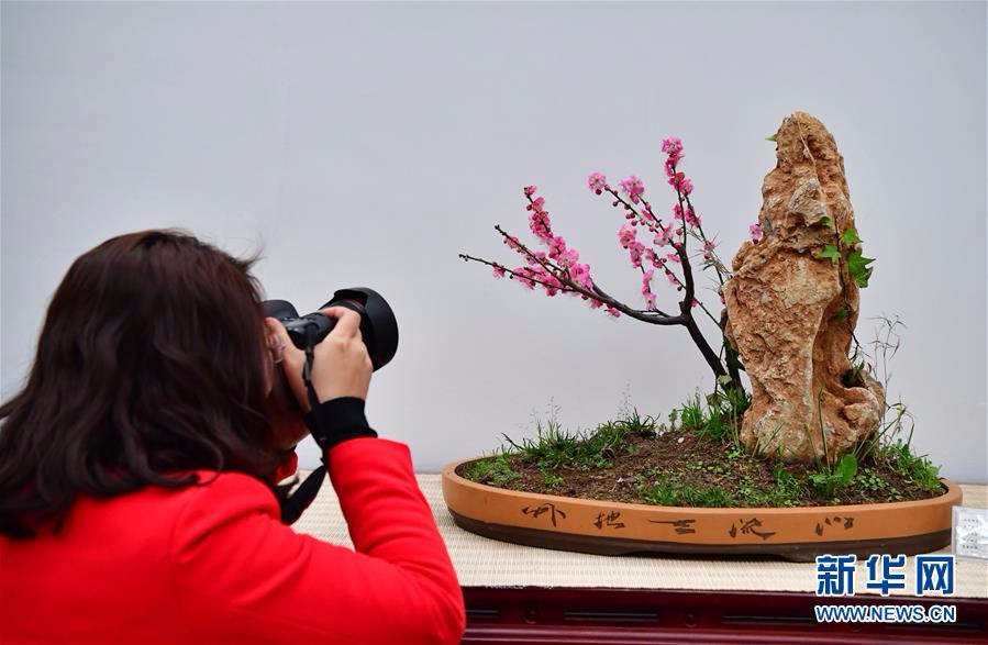 （社会）（4）冬日“花都”蜡梅开