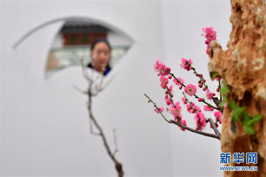 （社会）（5）冬日“花都”蜡梅开