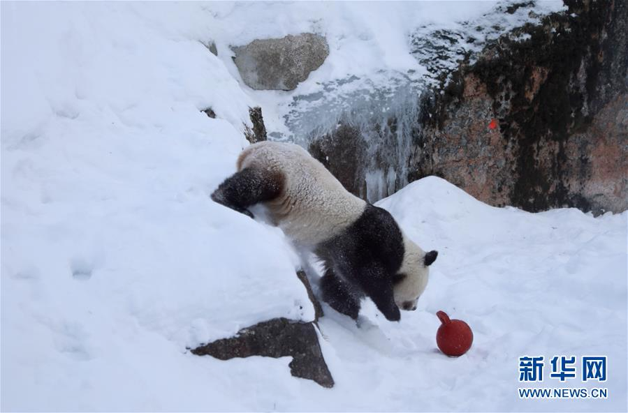 （国际）（1）旅芬大熊猫适应新环境