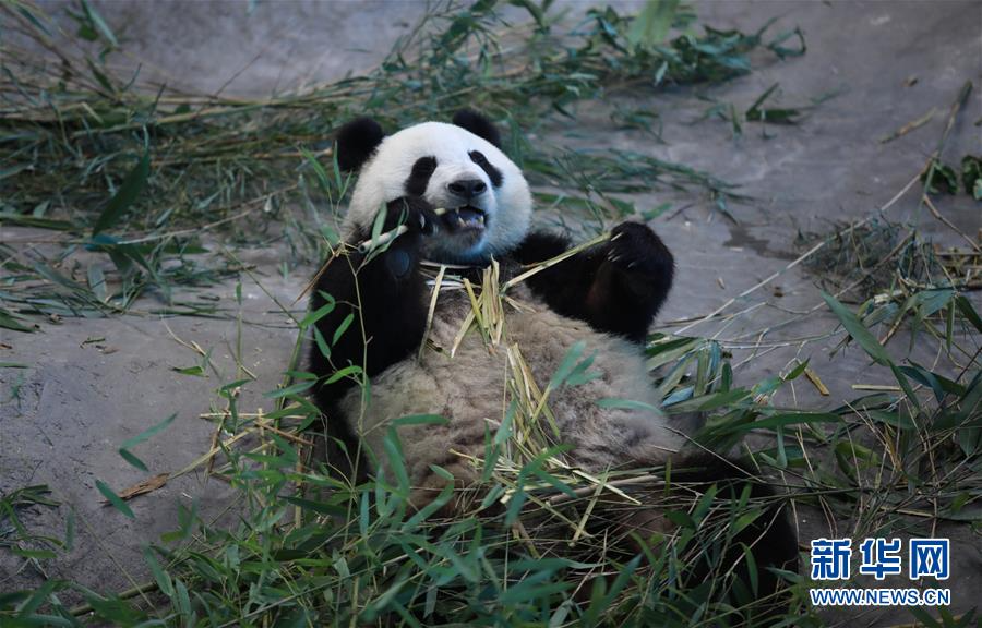 （国际）（4）旅芬大熊猫适应新环境