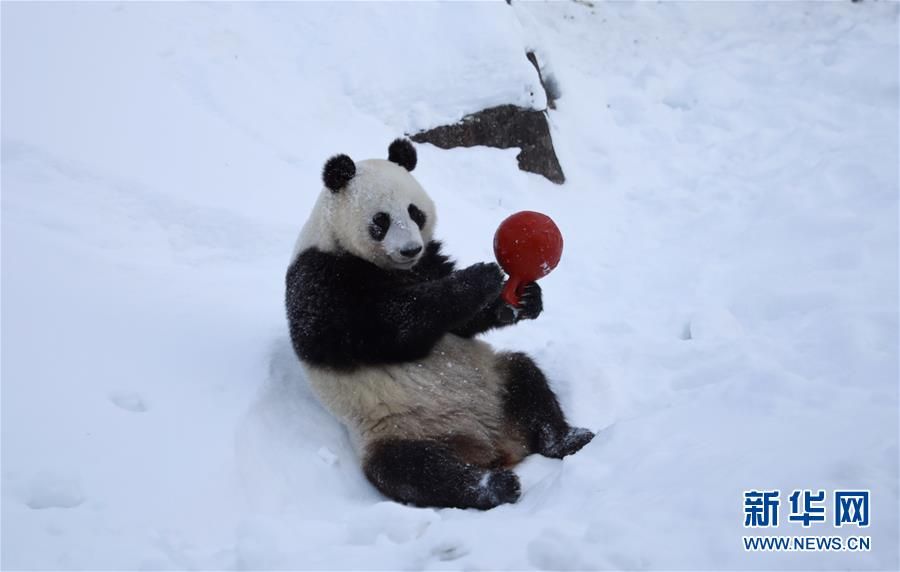 （国际）（5）旅芬大熊猫适应新环境