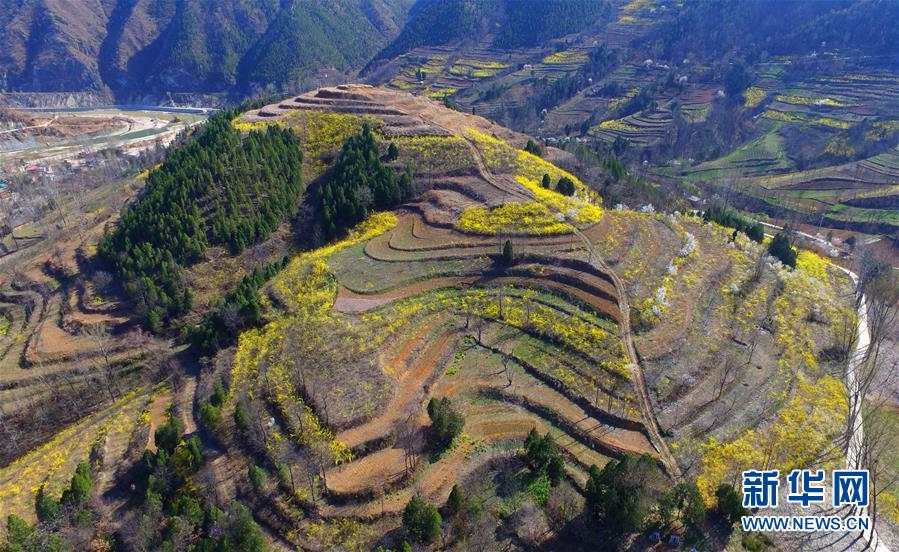 （走基层 听民声）（2）河南卢氏：连翘种植助农增收