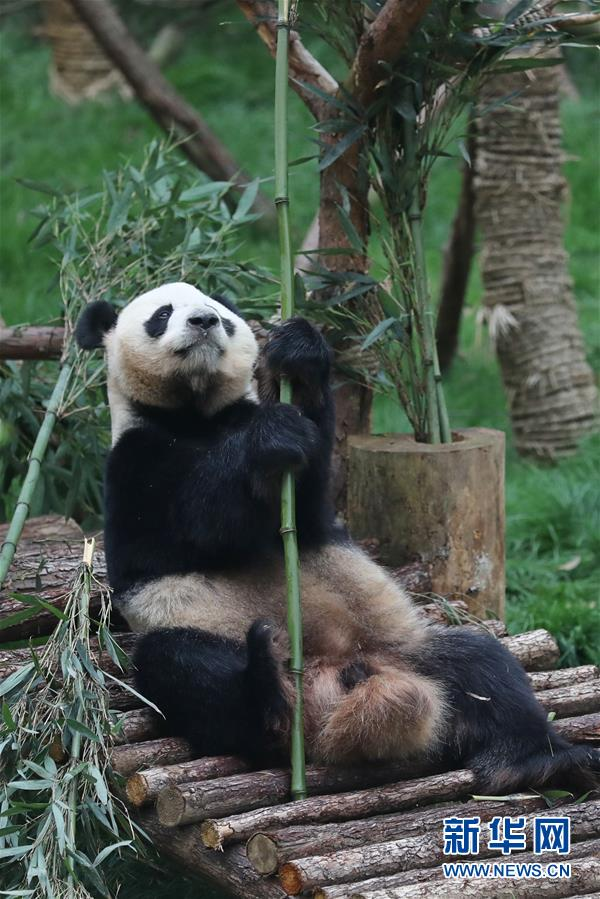 贵阳:两只"海归"大熊猫正式和公众见面