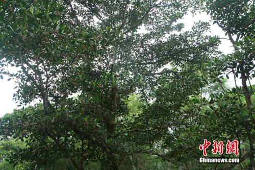 图为海南东寨港国家级自然保护区的红树科植物。中新网记者 马学玲 摄