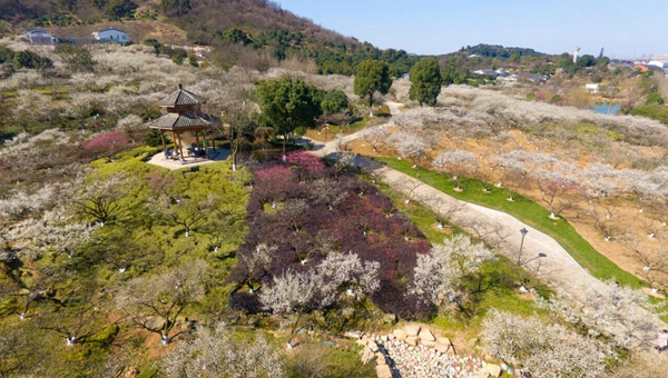 又到梅花季 全景畅游杭城梅园