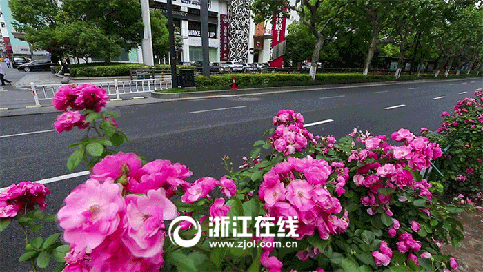 城市之美 天堂新景⑦:颜值细致入微 魅力花开不谢 ( 1 / 10 ) 2016年