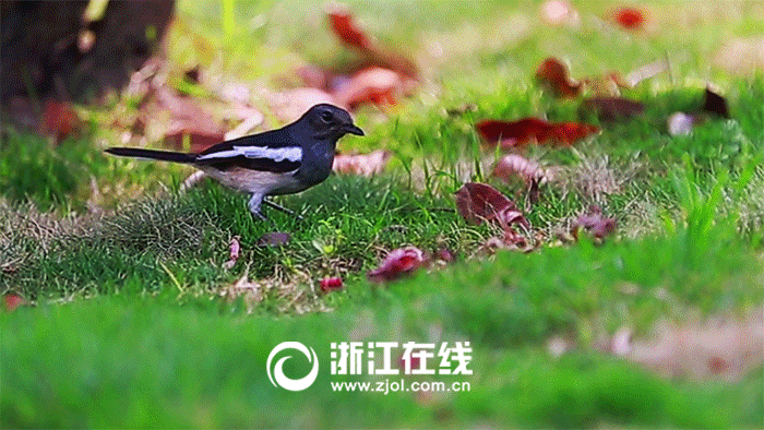 城市之美天堂新景:杭州口袋里的诗 ( 1 / 13 ) 2016年05月20日 18:13