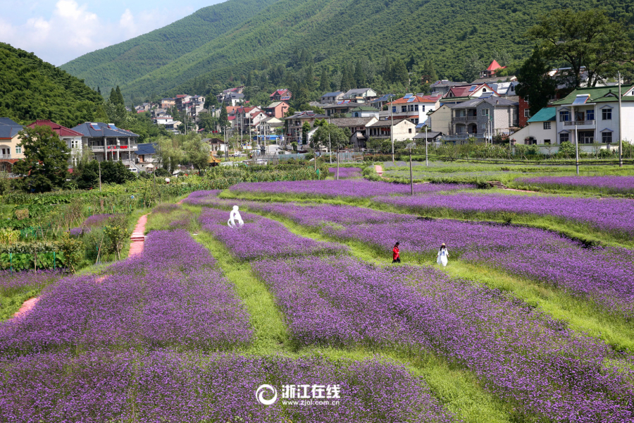 薰衣草,游人…这美丽的景色不是哪个公园,而是德清县莫干山镇后坞村