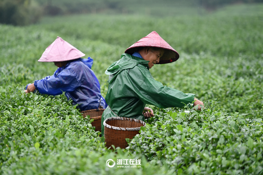 杭州龙坞茶农冒雨抢采秋茶