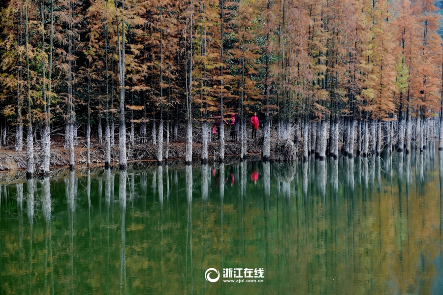 12月6日,义乌市赤岸镇雅治街村附近的朝阳水库深处,大片水杉黄红