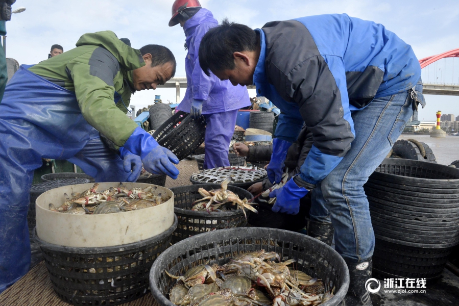 舟山:养殖梭子蟹 节后价格高