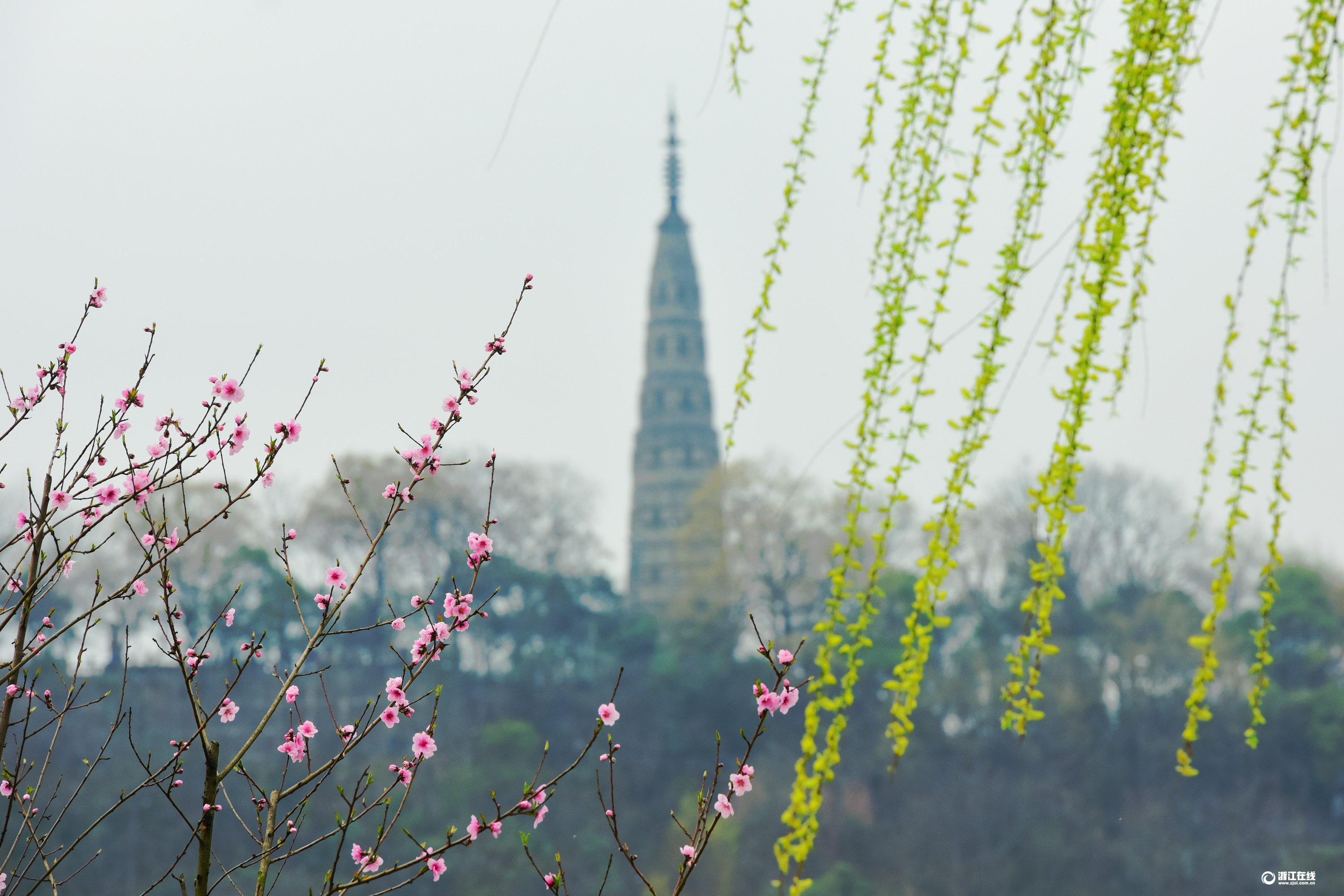 杭州:春到白堤 桃红柳绿
