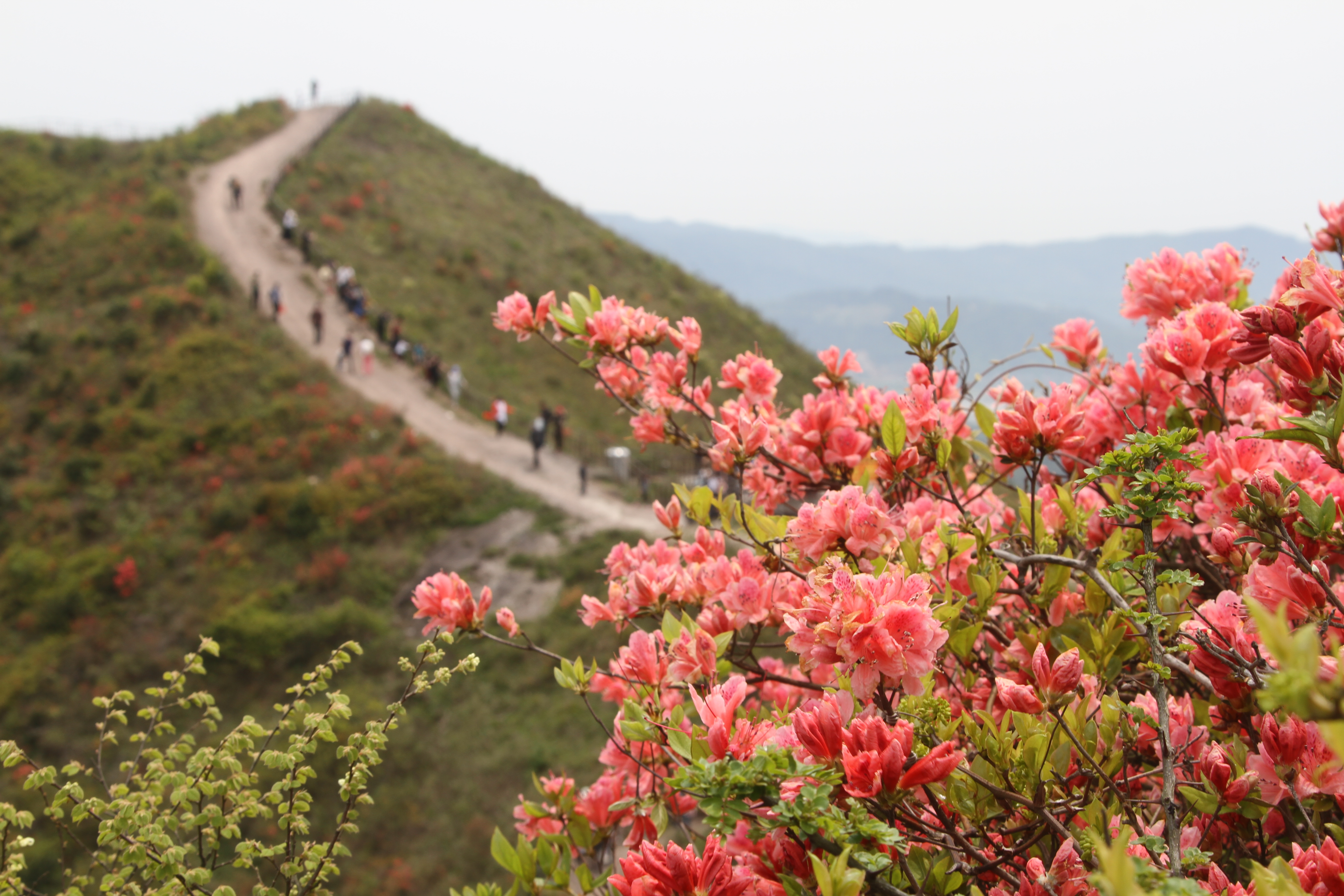 温岭:满山杜鹃别样红