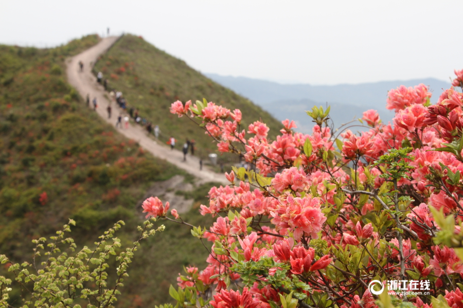 摄)4月15日,天气晴好,阳光灿烂,温岭市温峤镇上保山千亩野生杜鹃花