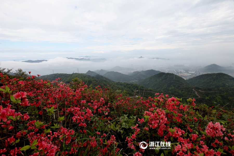 吴鹏飞 摄)4月20日早晨,温岭市元宝山,一