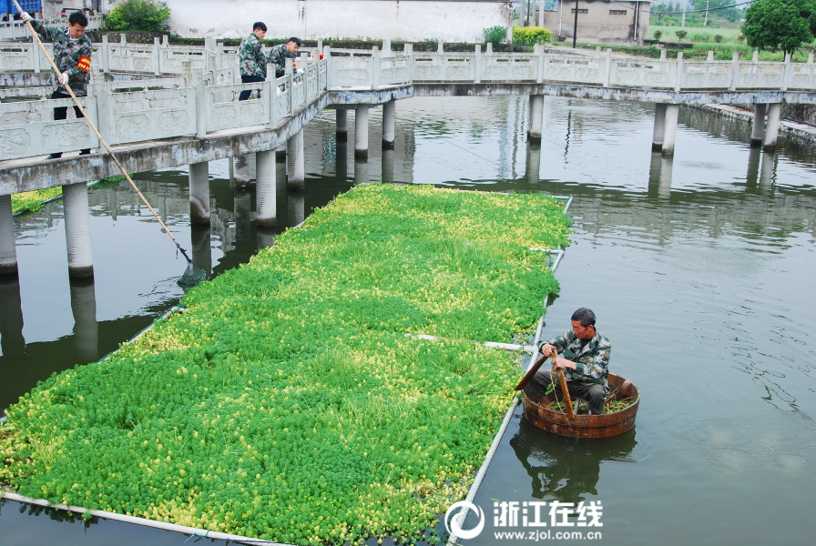 杭州建德：护水队员 美化池塘