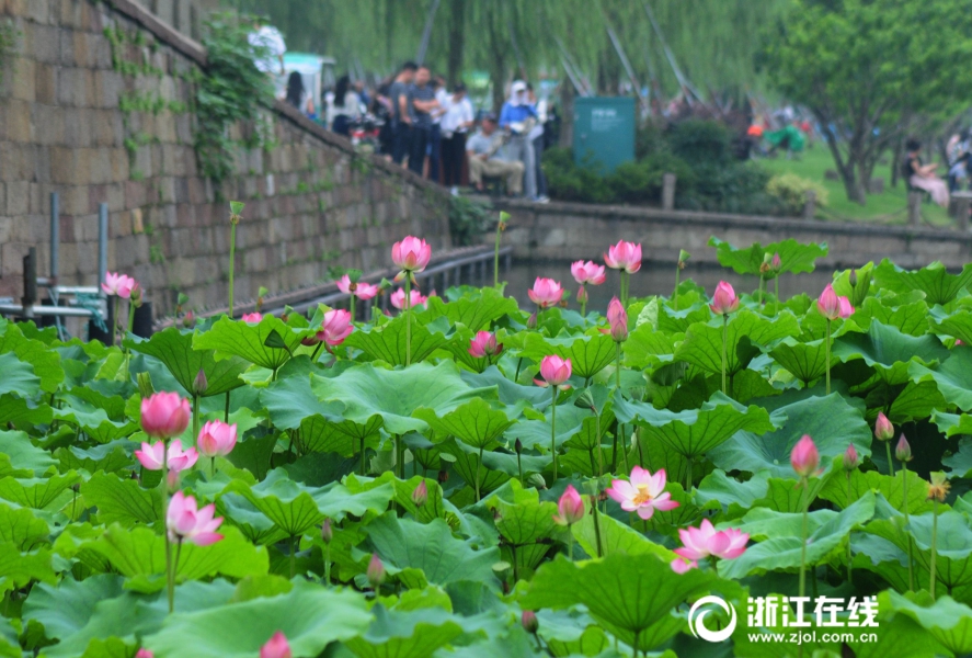 西湖荷花进入盛花期 美不胜收