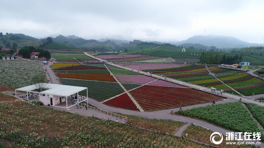 武义:花海正繁茂 人在画中游-影像中心-浙江在线