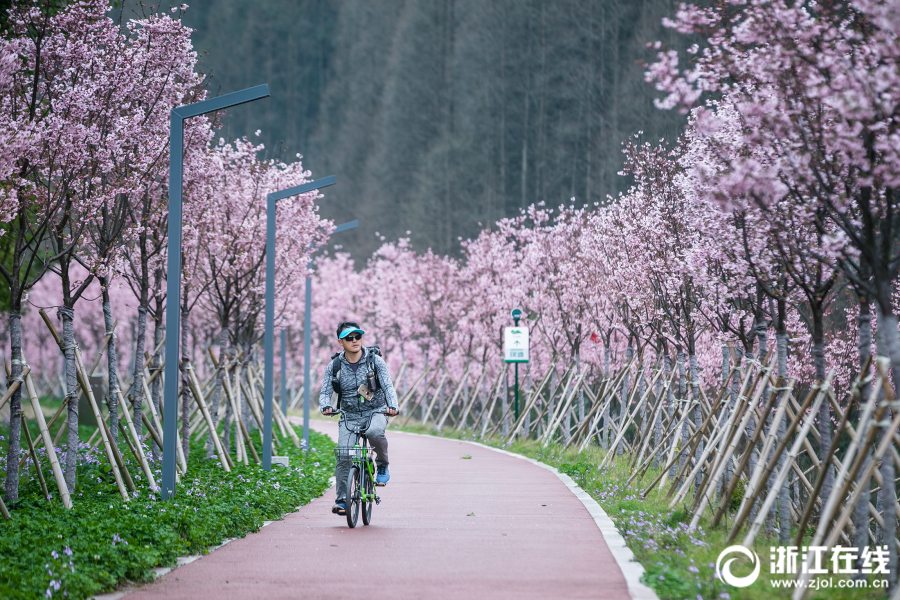 浦江:生态廊道樱花绽放