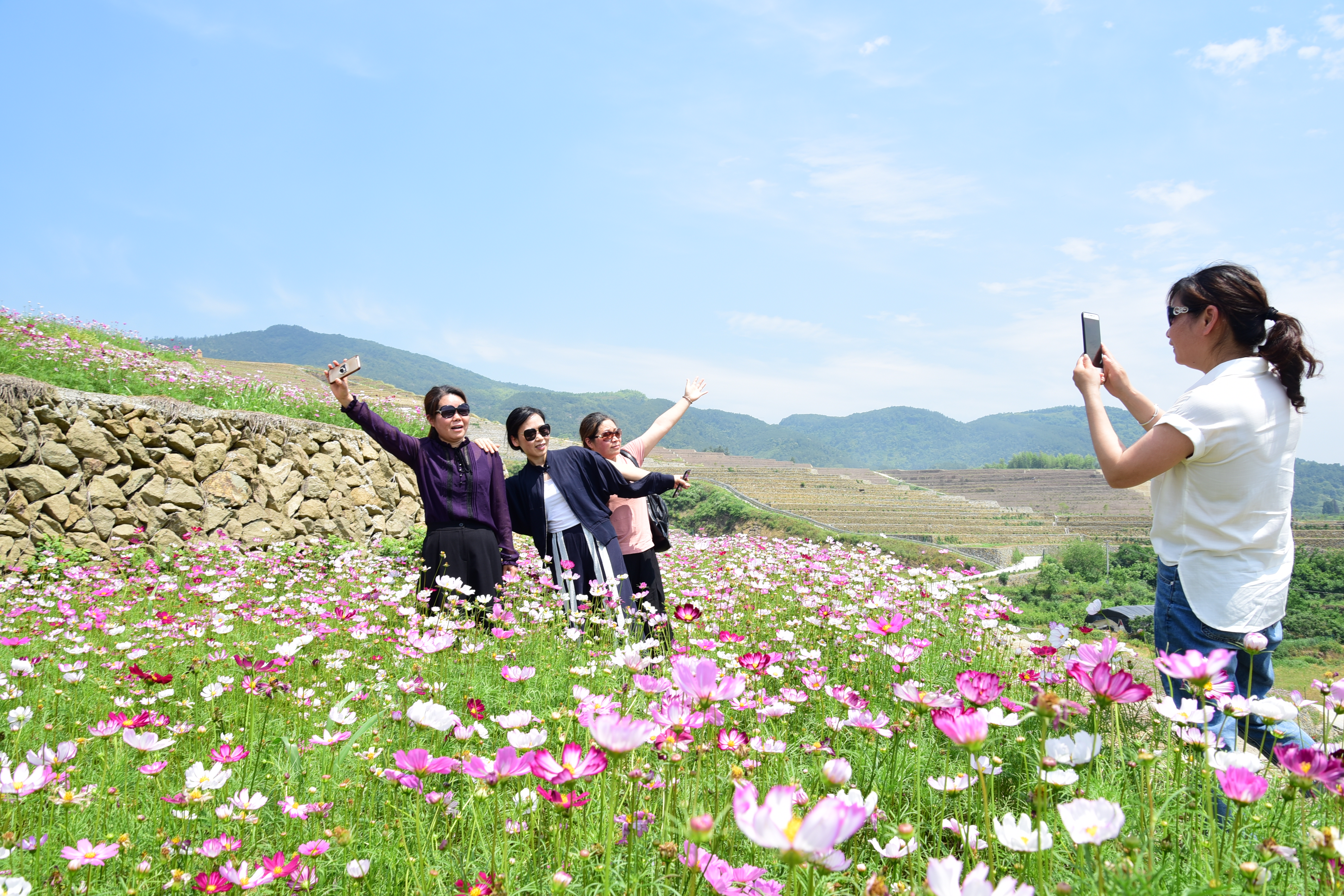 建德:格桑花海 绽放梯田