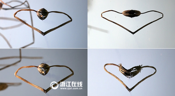 西湖残荷现爱心