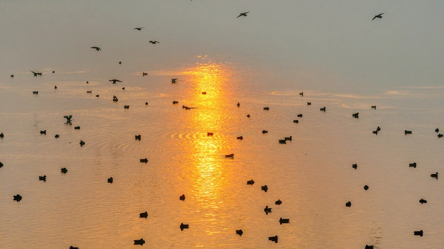 长兴湿地公园  万鸟翔集