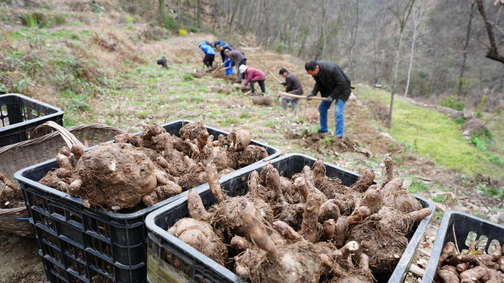 陕西旬阳：春意盎然农事忙