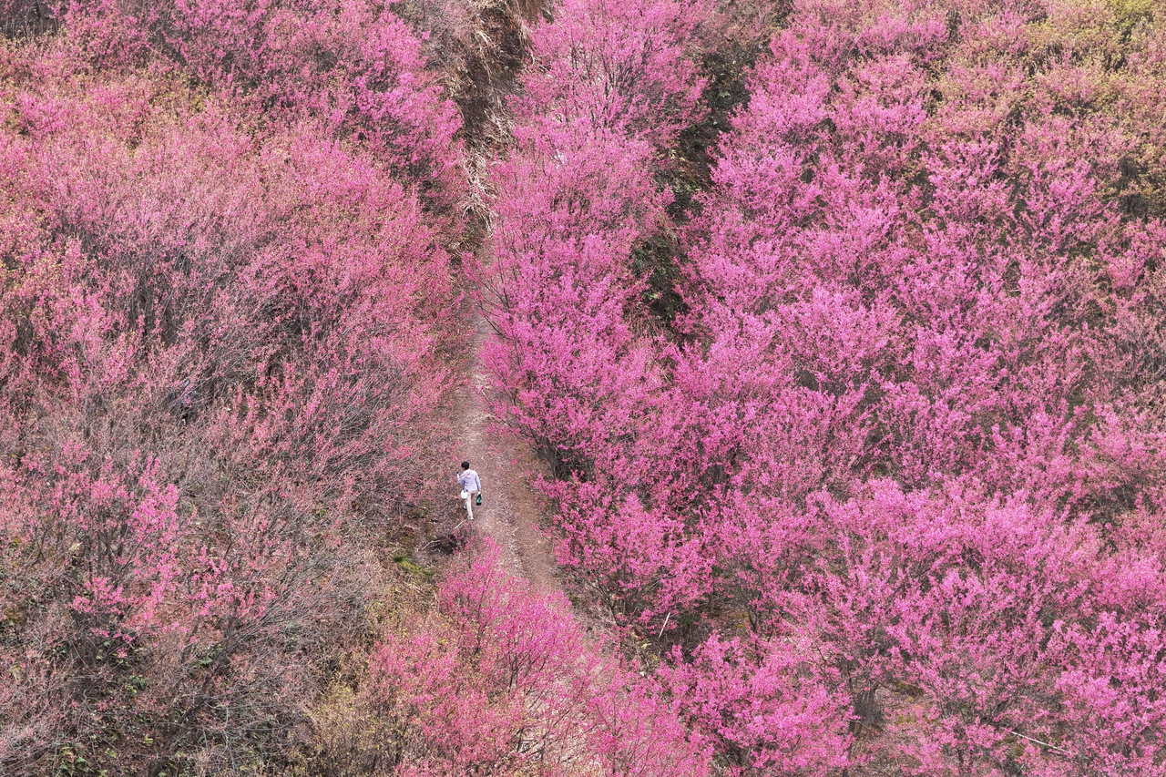 杭州“米积樱花”喜迎客