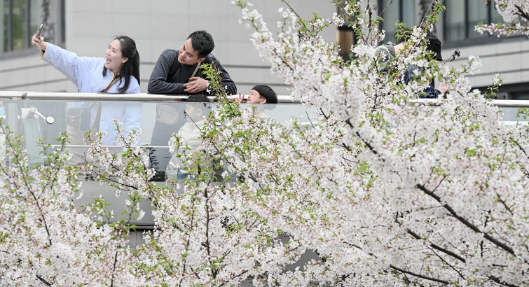 杭州赏樱正当时