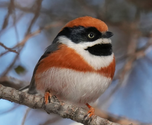 新发现4种鸟类 北京陆生野生动物增至612种