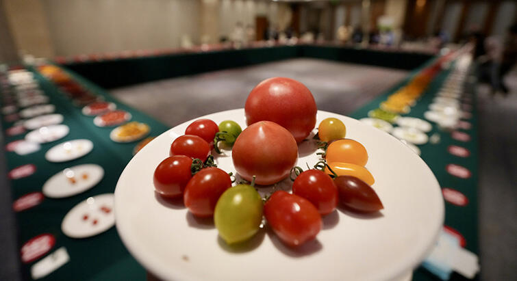 “海选”一颗好番茄，百余款浙江产番茄同台打擂