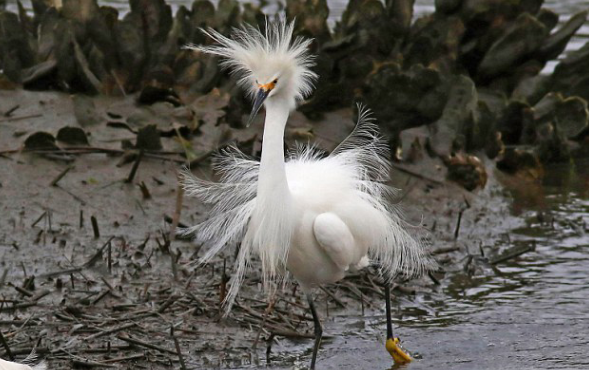 摄影师抓拍炸毛雪鹭风中凌乱