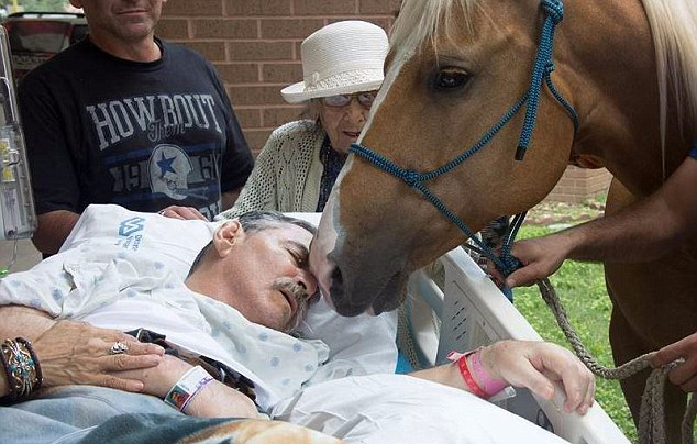 感人!美退伍老兵生命垂危与爱马见最后一面-影像中心-浙江在线