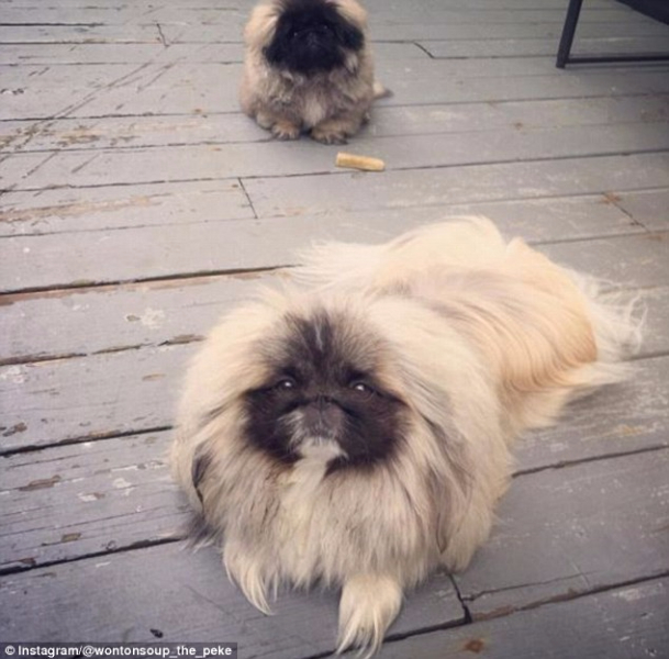 呆萌!美长毛京巴犬"飘逸秀发"爆红网络