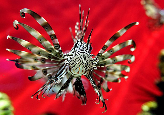 地中海附近现魔鬼狮子鱼 攻击性极强 ( / ) 2016年06月24日 09:40:00